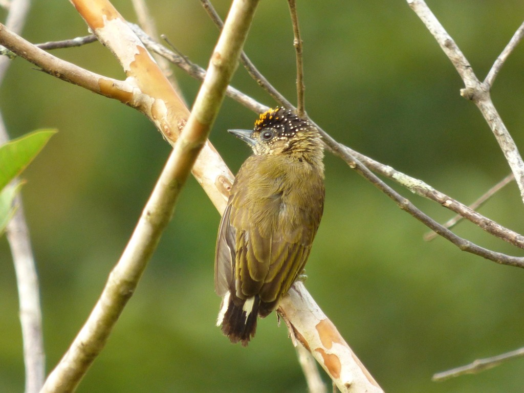Olivaceous Piculet