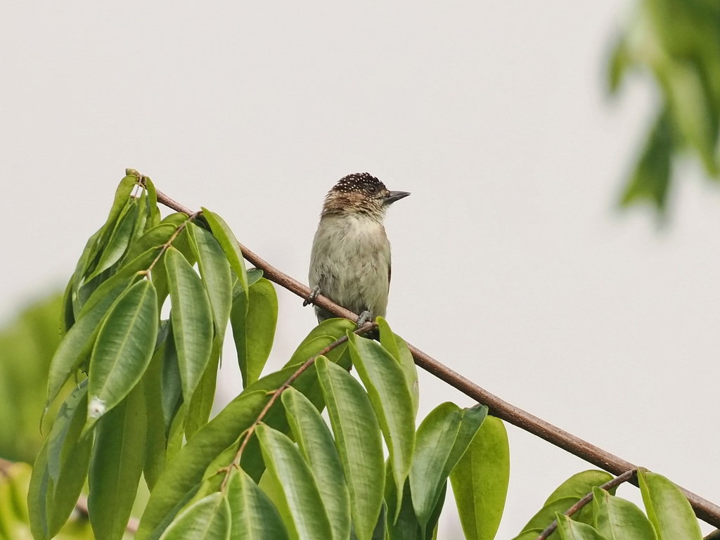 Greyish Piculet