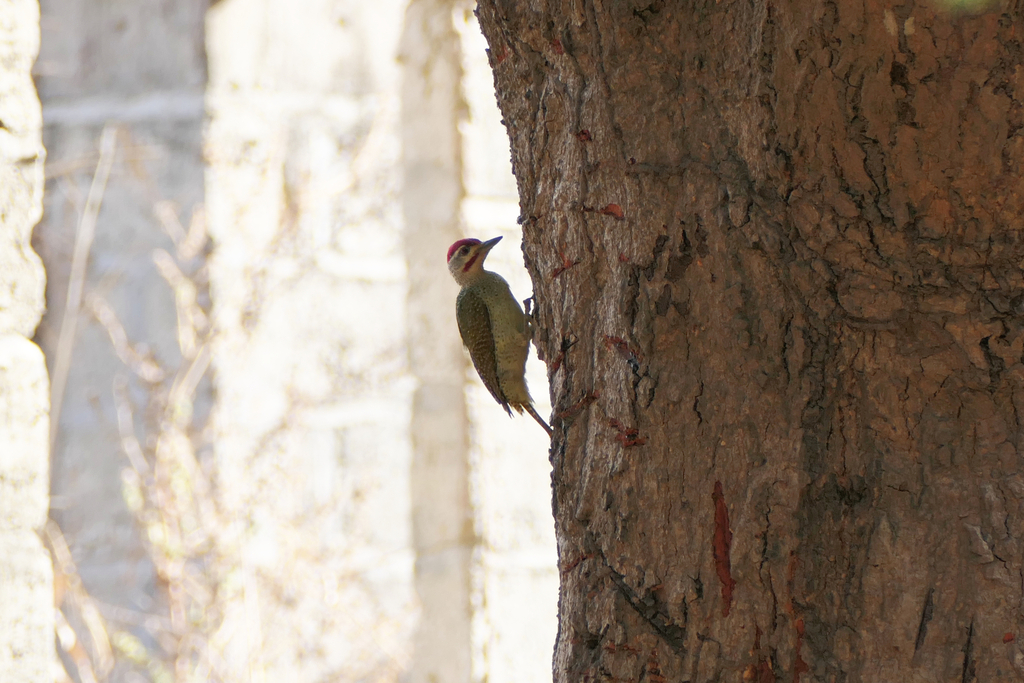 Fine-spotted Woodpecker