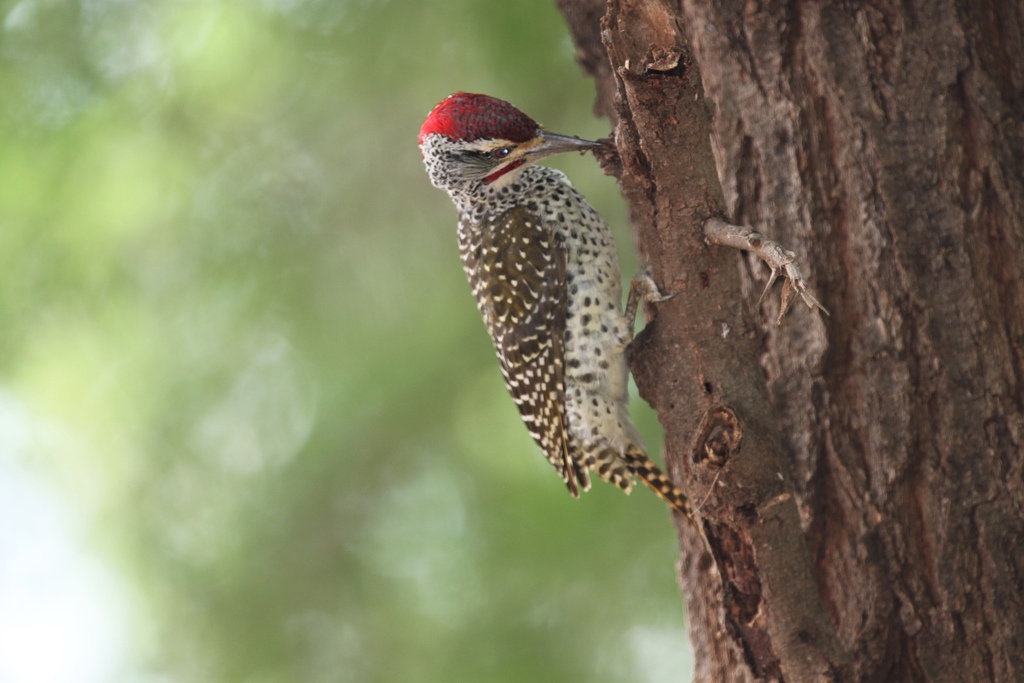 Nubian Woodpecker
