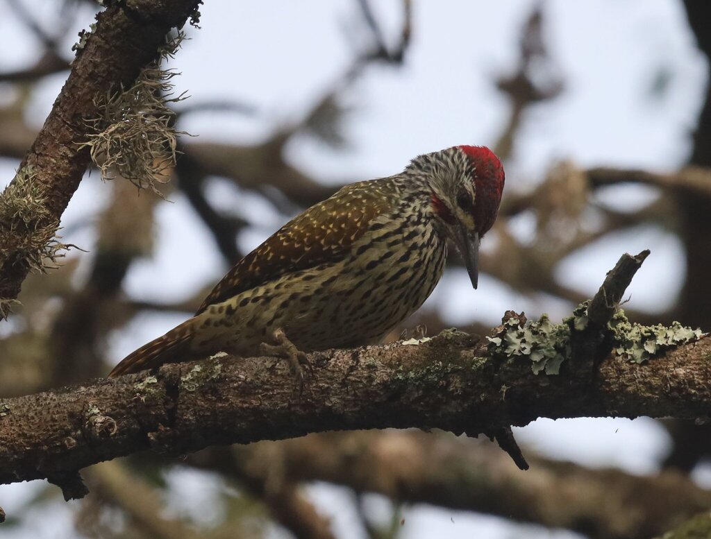 Golden-tailed Woodpecker
