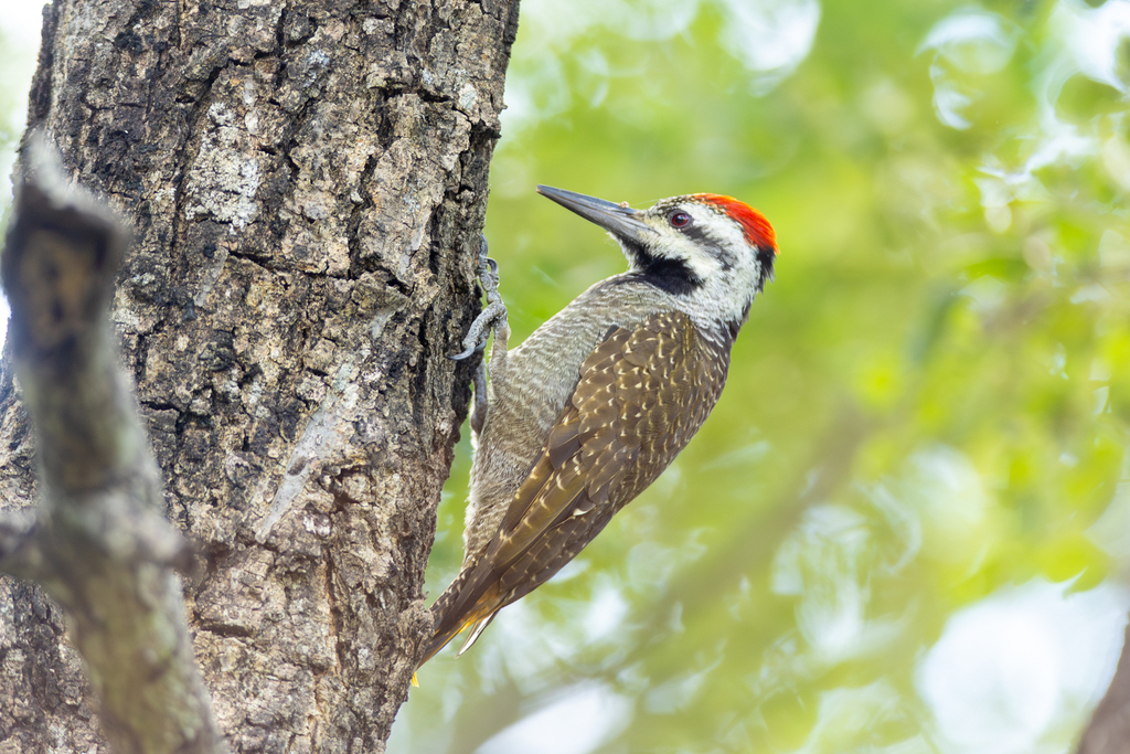 Bearded Woodpecker