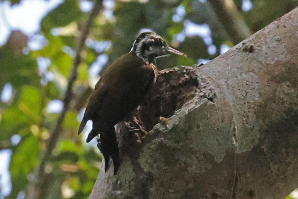 Yellow-crested Woodpecker