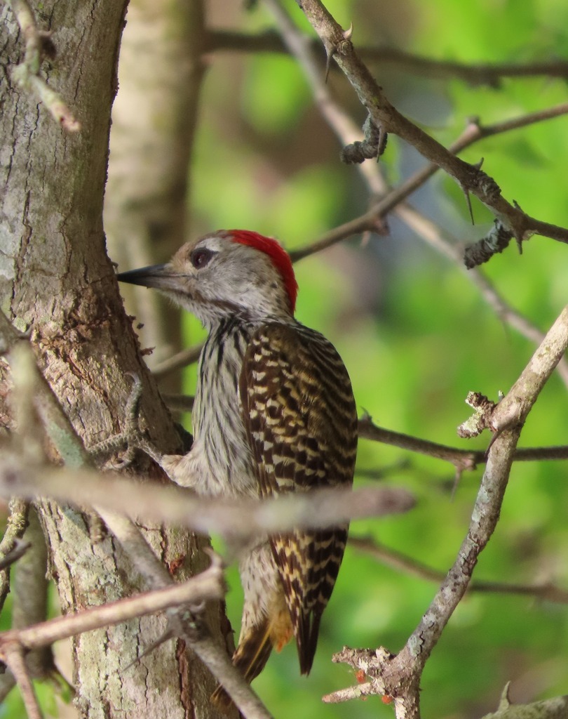 Cardinal Woodpecker