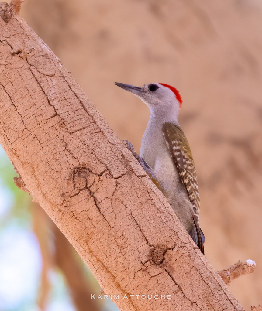 African Grey Woodpecker