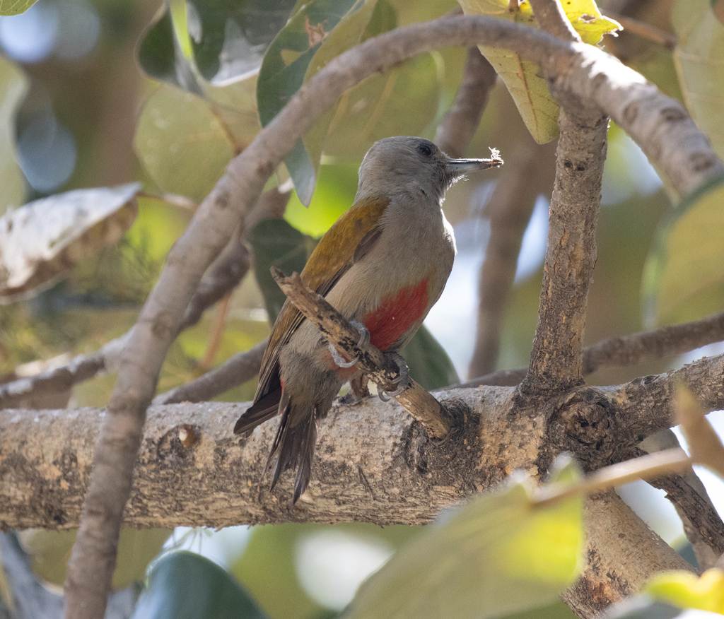 Eastern Grey Woodpecker