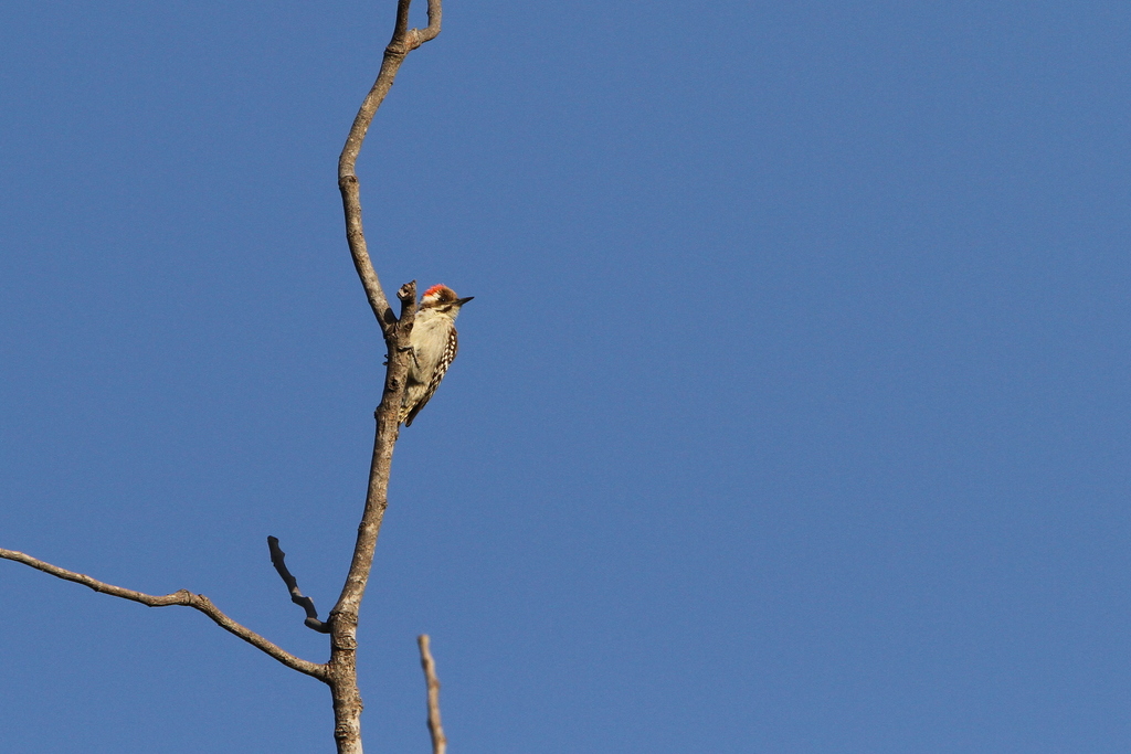 Brown-backed Woodpecker
