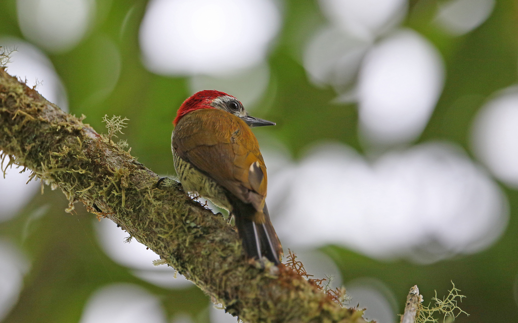 Yellow-vented Woodpecker