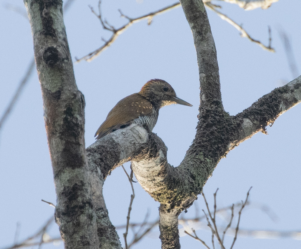 Golden-collared Woodpecker