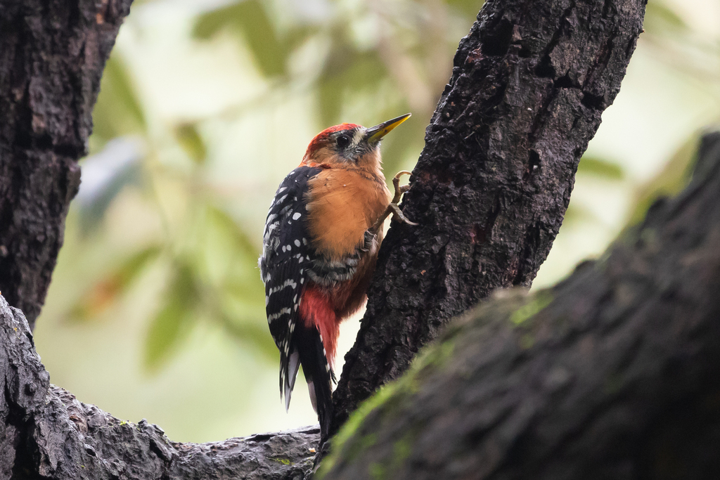 Rufous-bellied Woodpecker