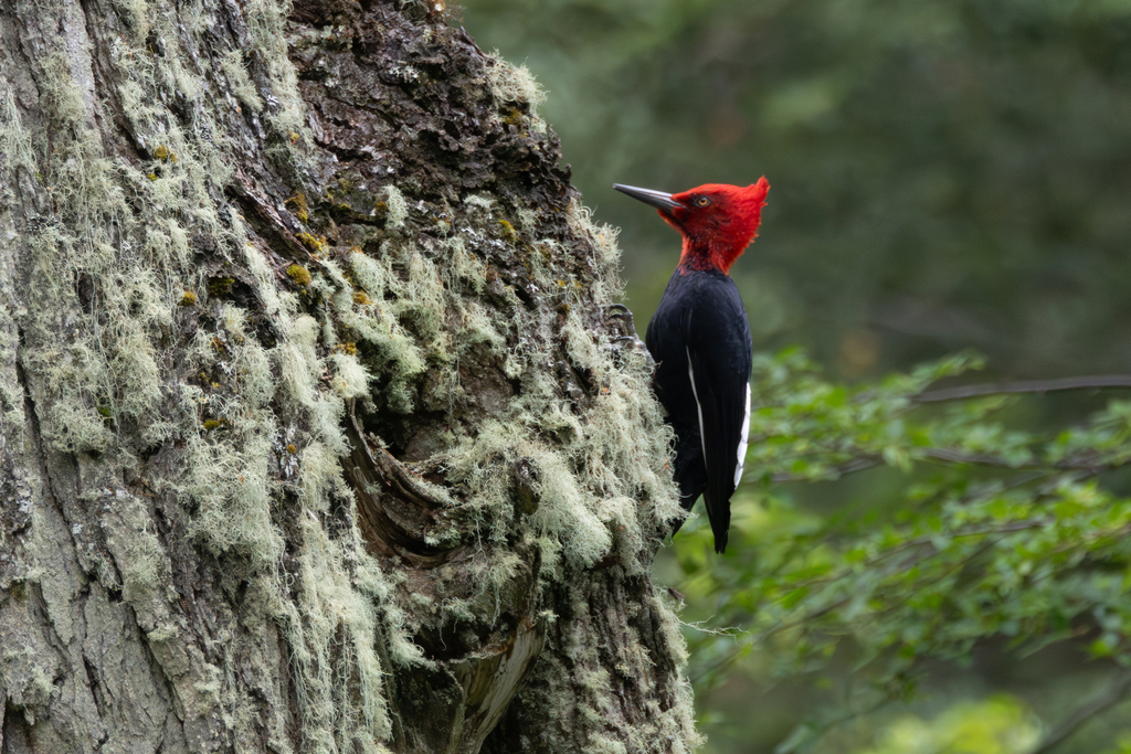 Magellanic Woodpecker