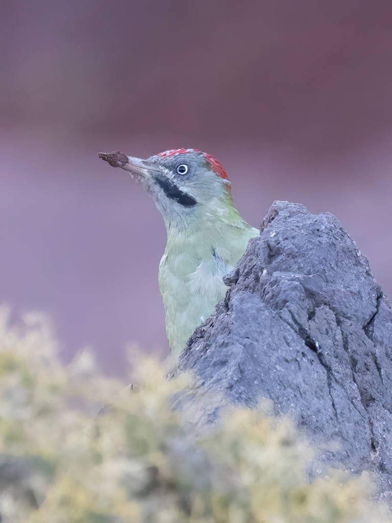 Levaillant's Woodpecker