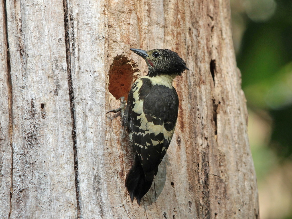 Black-and-buff Woodpecker