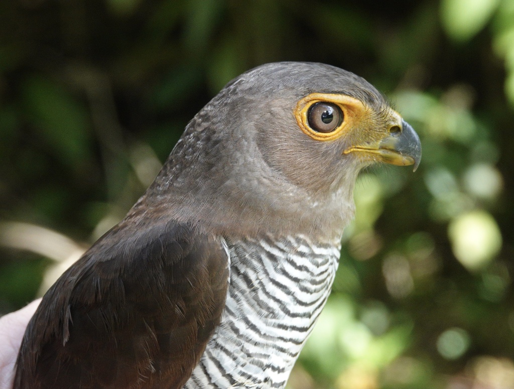 Barred Forest Falcon