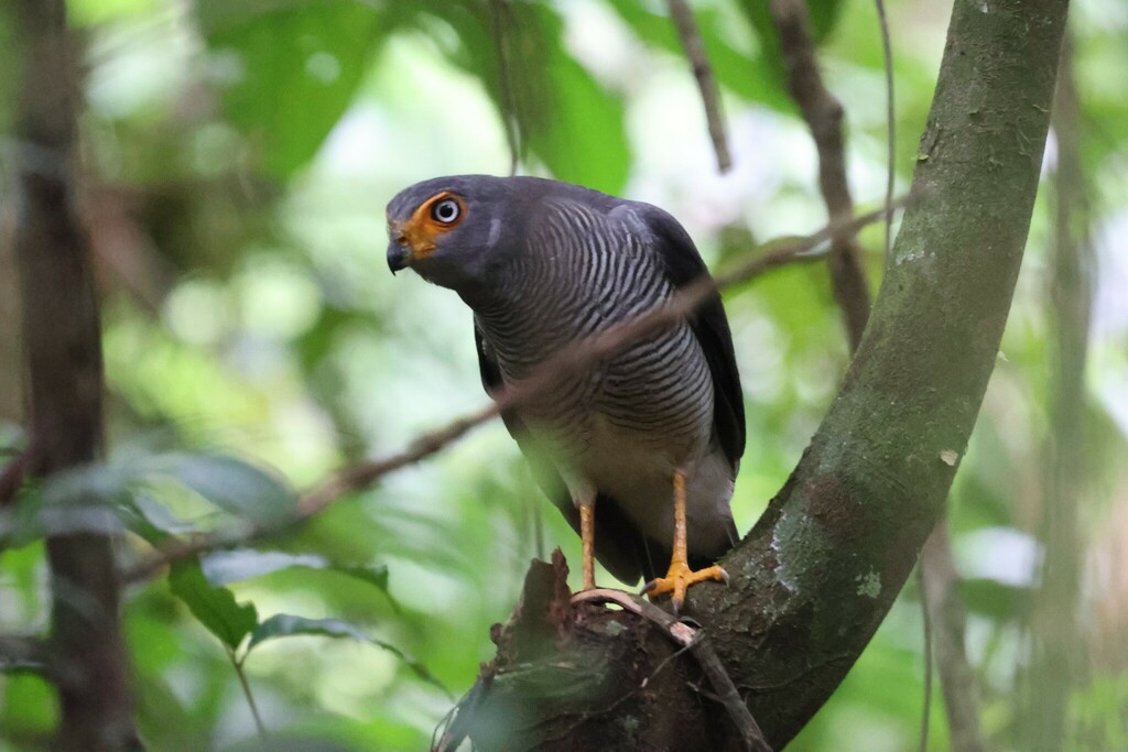 Lined Forest Falcon
