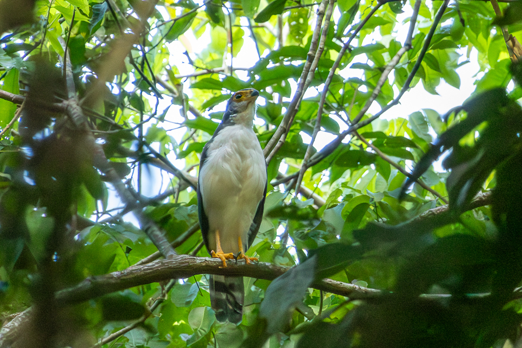 Slaty-backed Forest Falcon