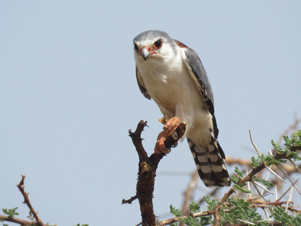Pygmy Falcon