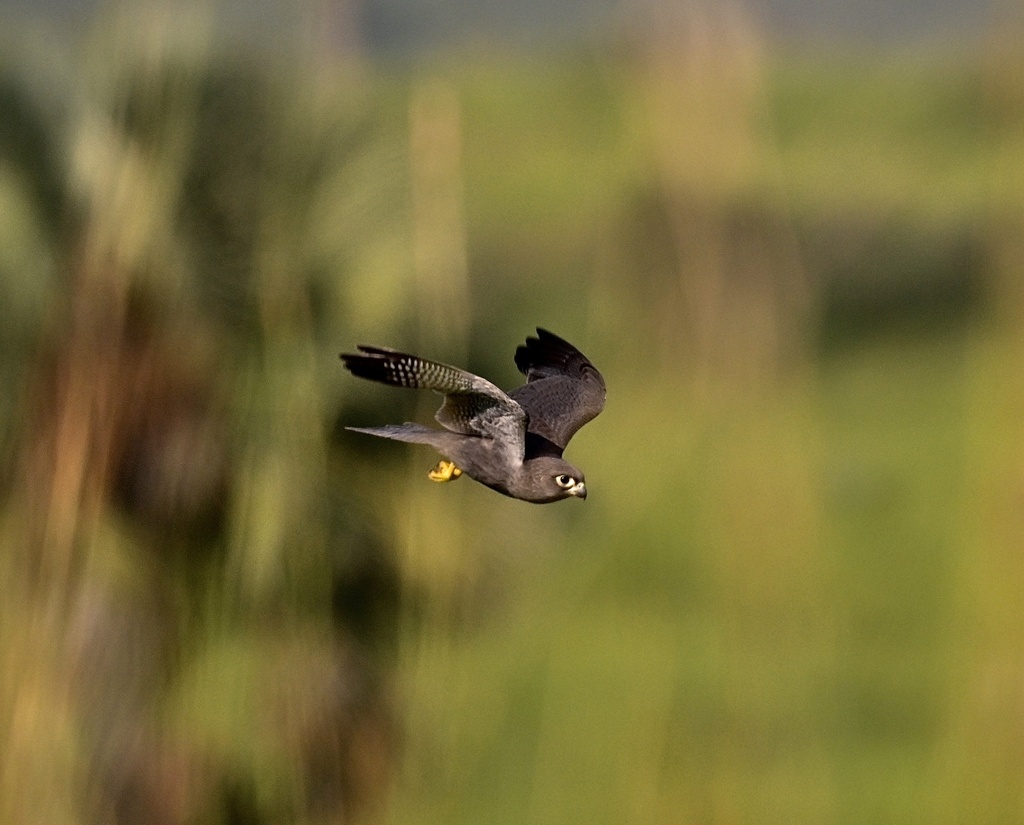 Grey Kestrel
