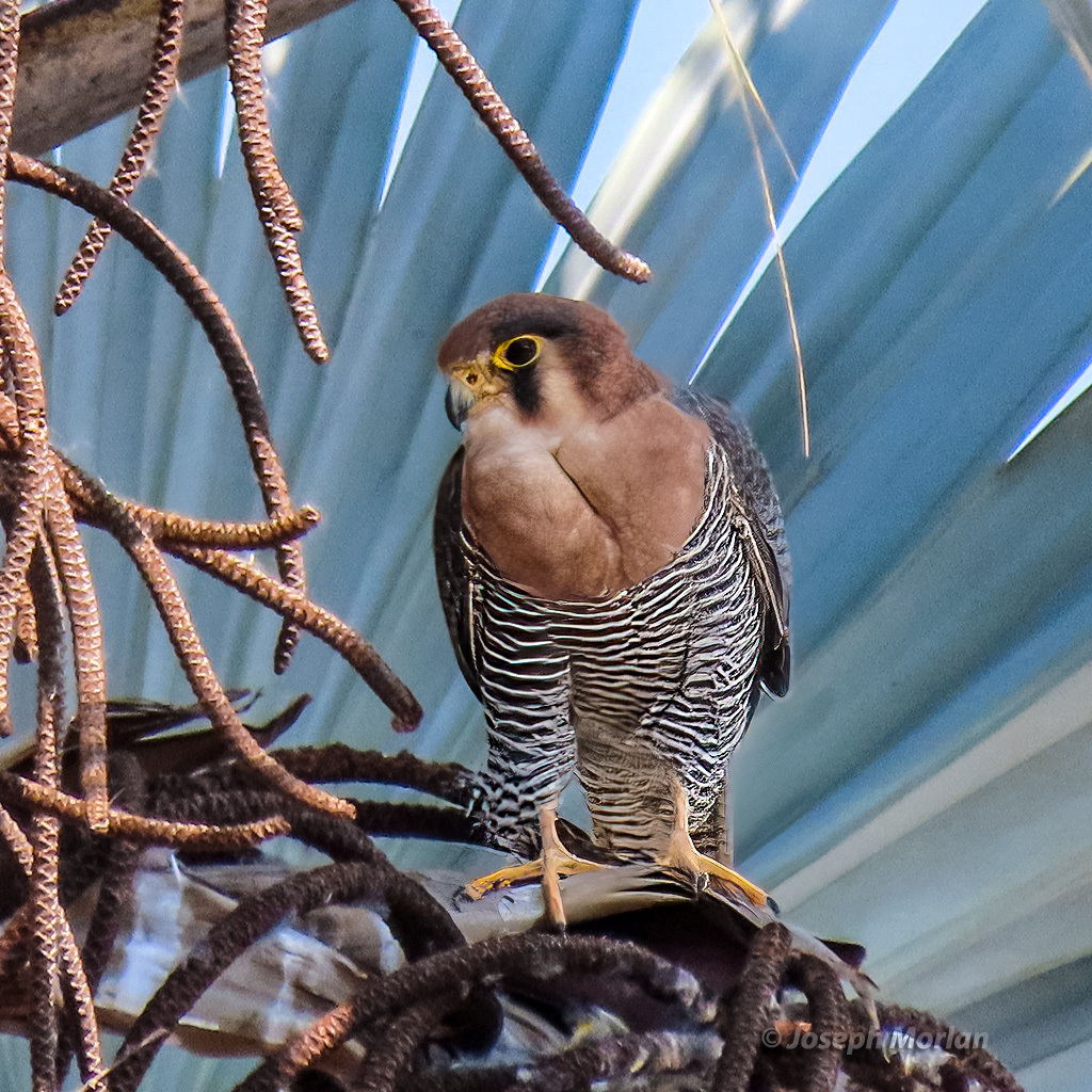 Red-necked Falcon