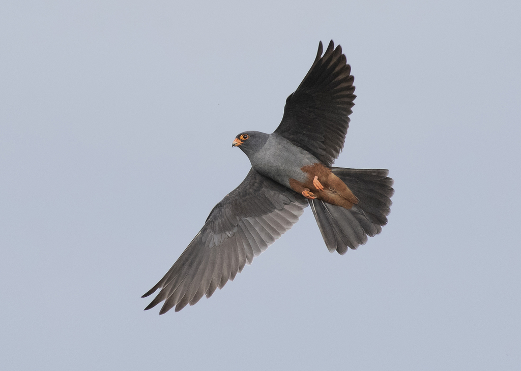 Red-footed Falcon