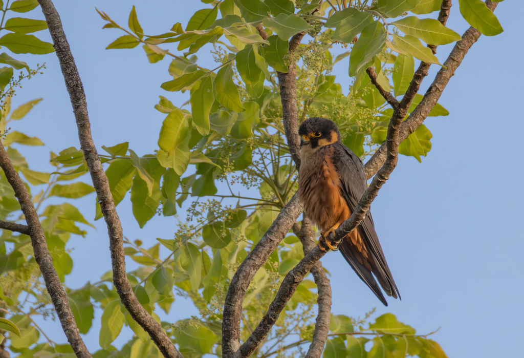 African Hobby