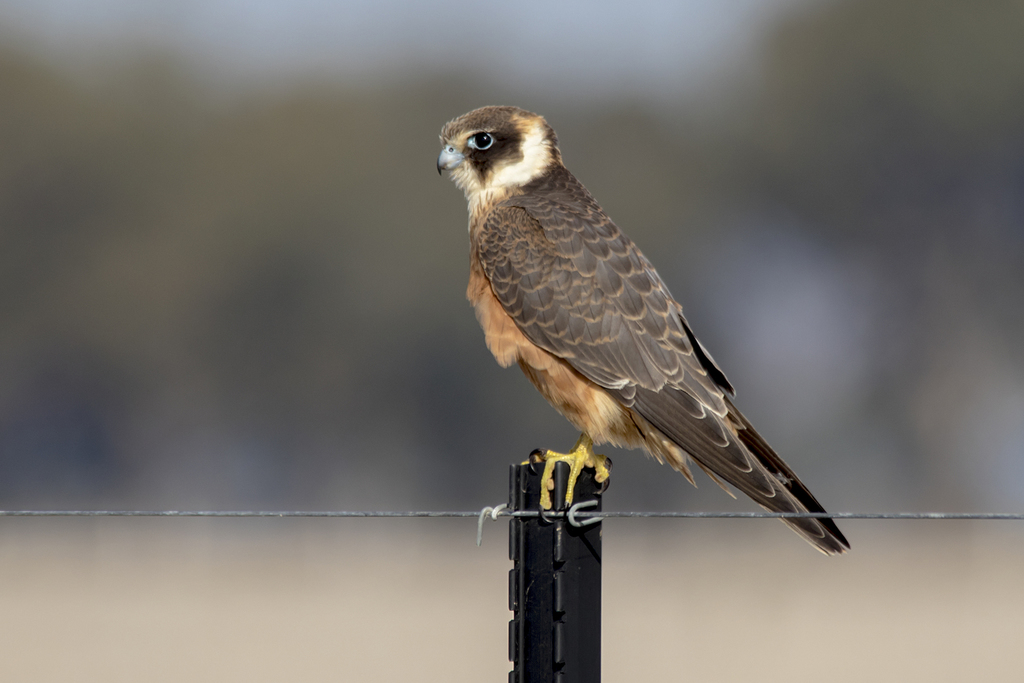 Australian Hobby