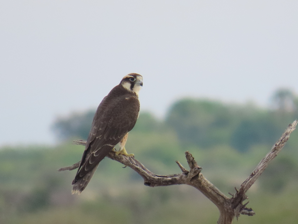 Lanner Falcon