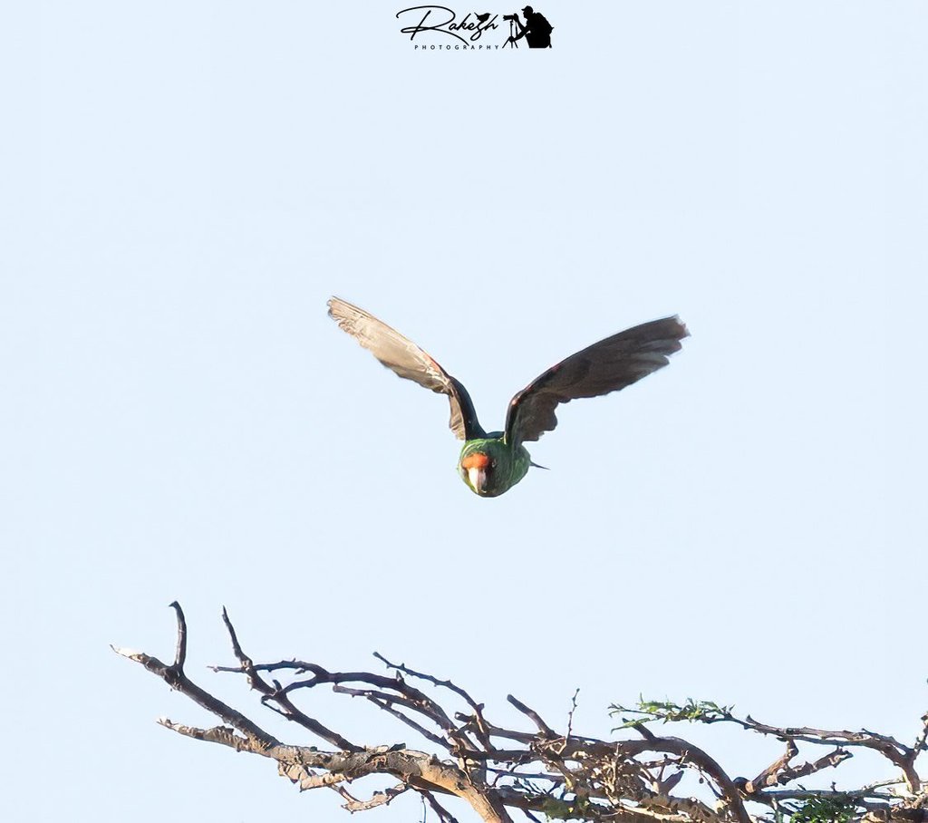 Red-fronted Parrot