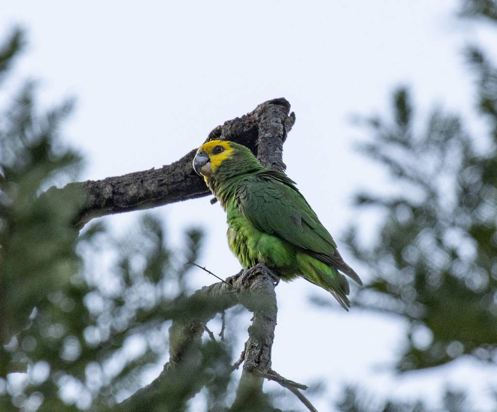 Yellow-fronted Parrot