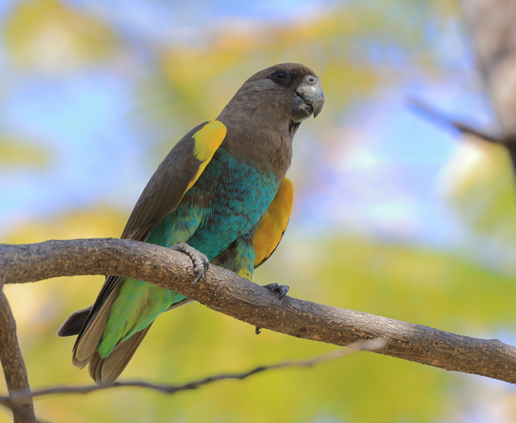Meyer’s Parrot