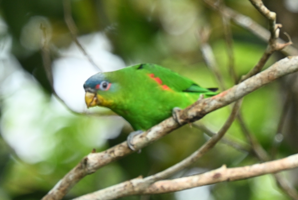 Cotorrita Cariazul