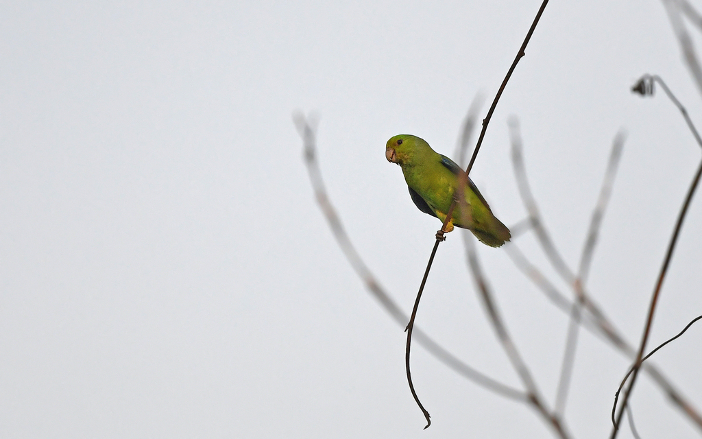 Sapphire-rumped Parrotlet