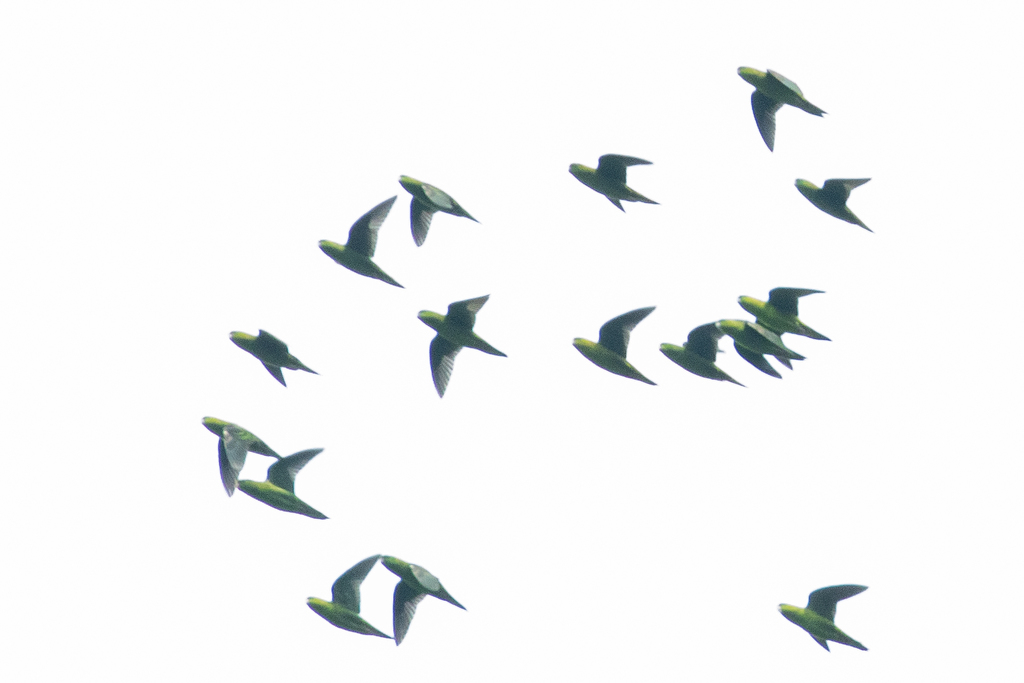 Barred Parakeet