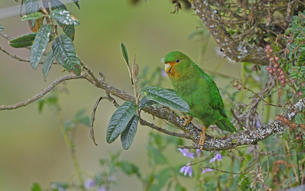 Rufous-fronted Parakeet