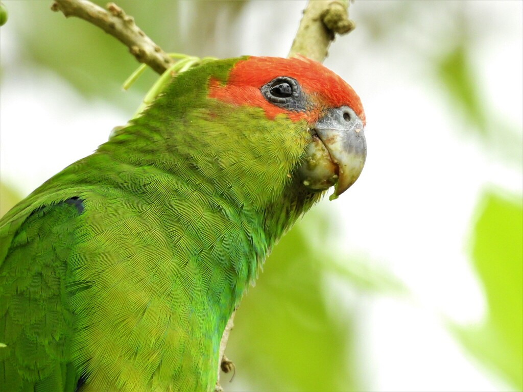Pileated Parrot