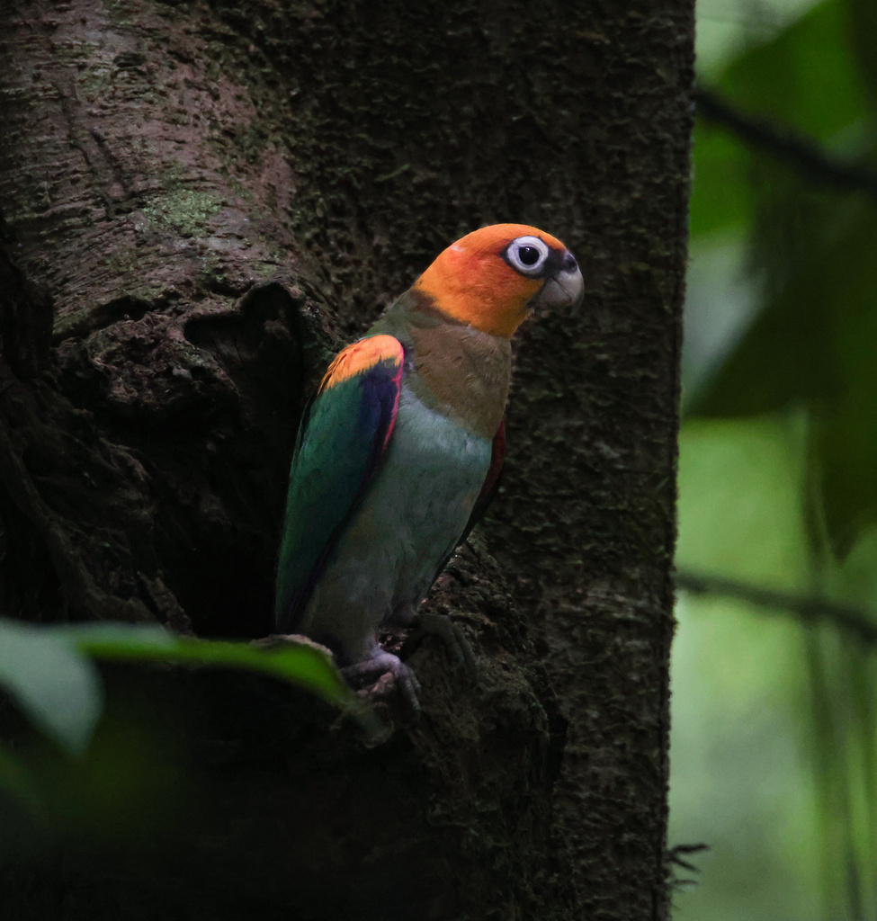 Saffron-headed Parrot