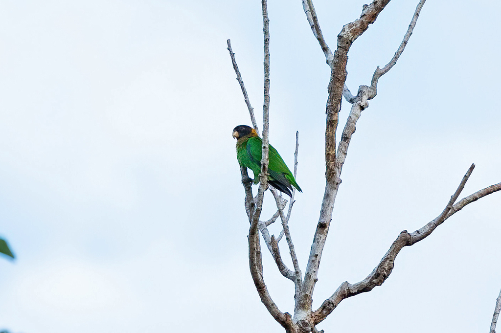 Caica Parrot