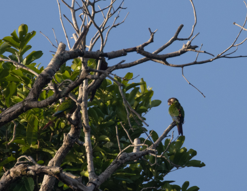 Painted Parakeet