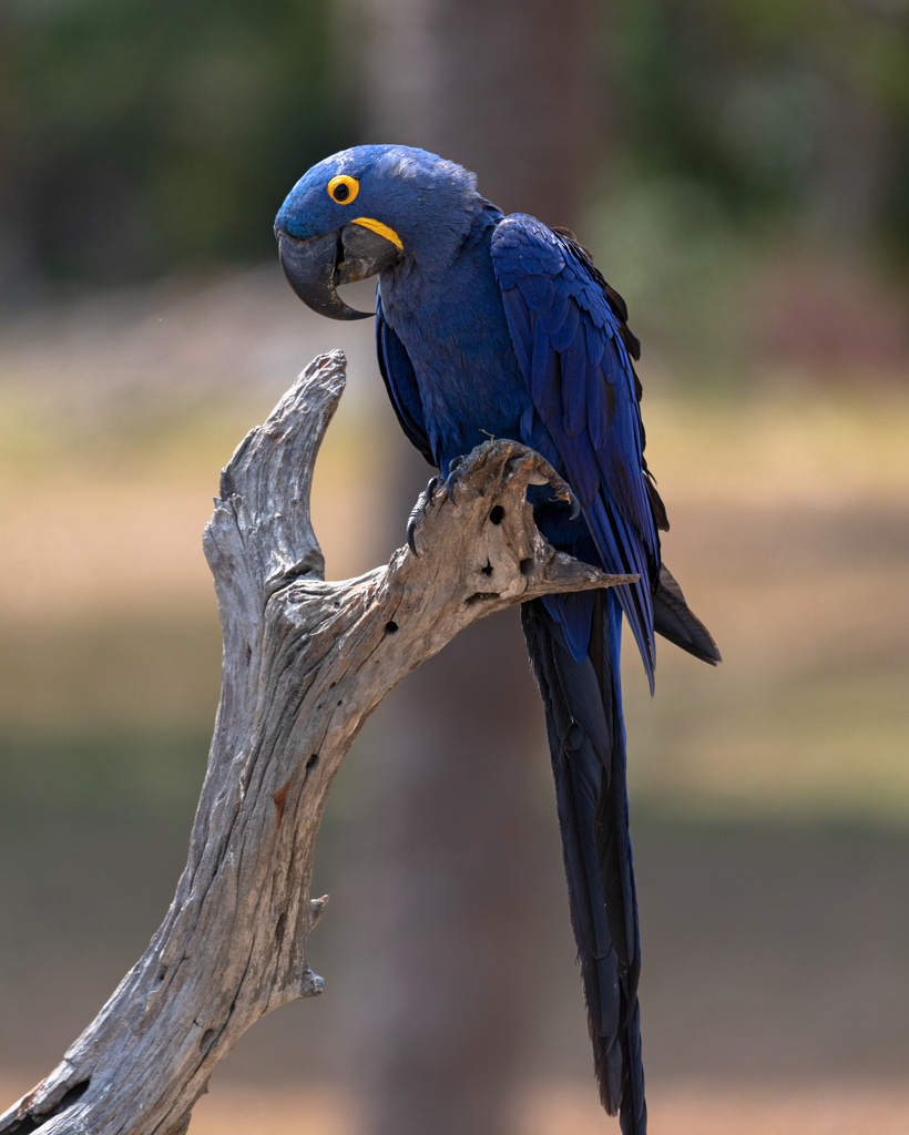 Hyacinth Macaw