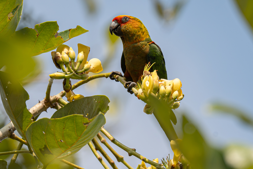 Golden-capped Parakeet