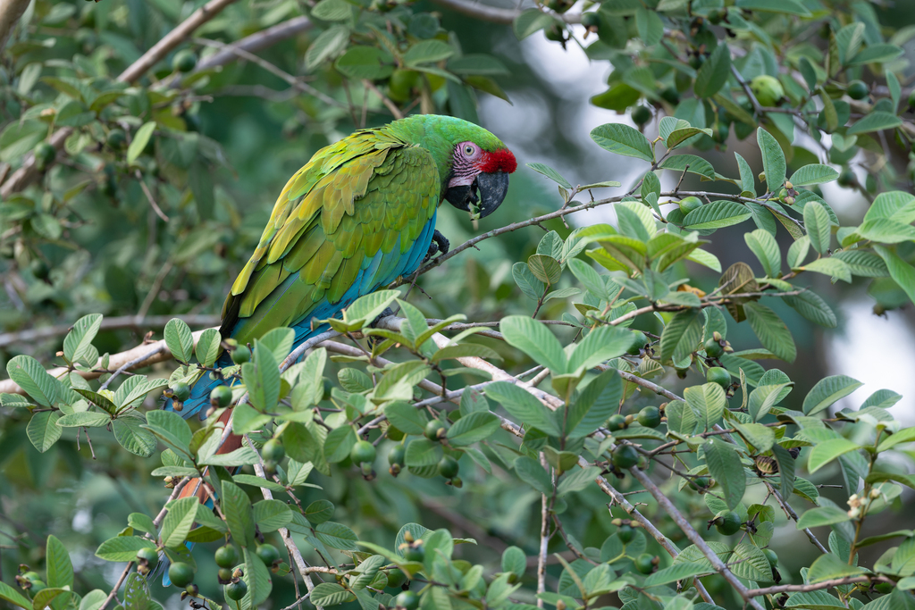 Military Macaw