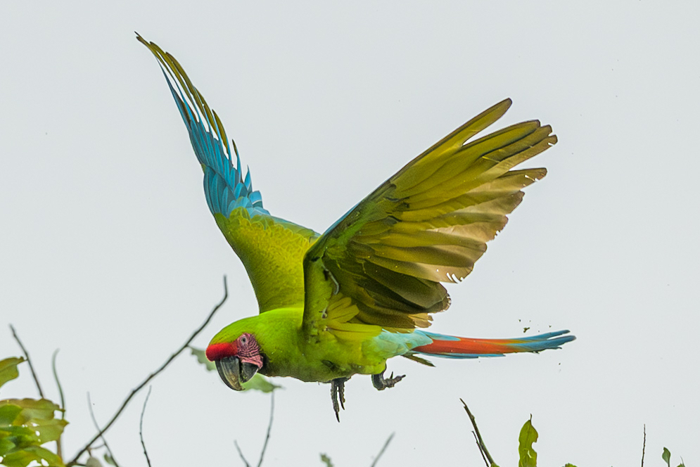 Great Green Macaw