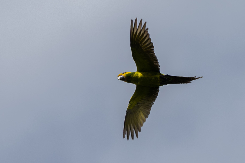 Yellow-eared Parrot