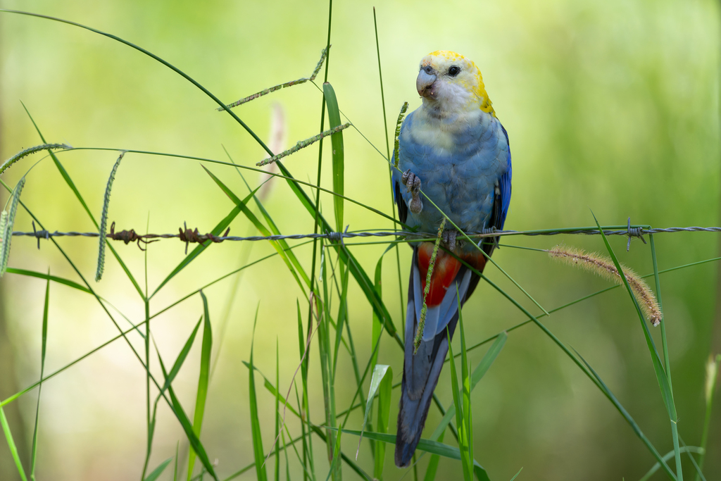 Pale-headed Rosella