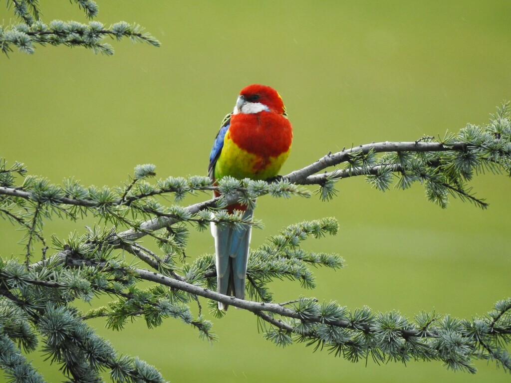 Eastern Rosella