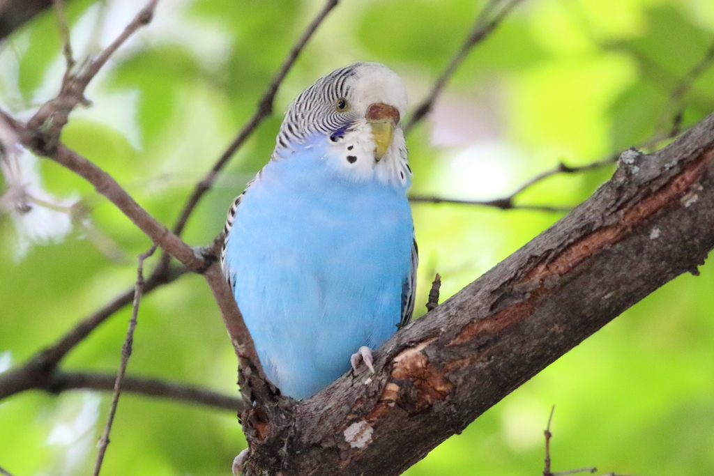 Budgerigar