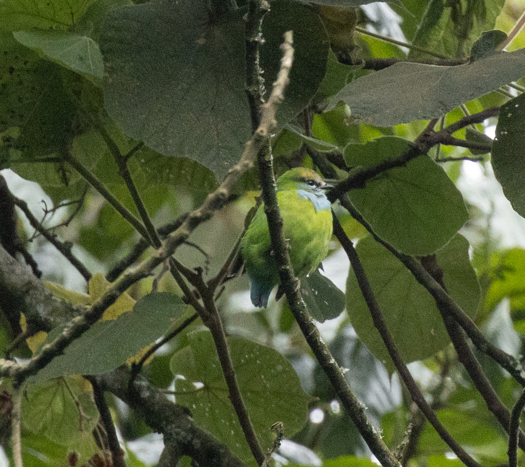 Grauer’s Broadbill