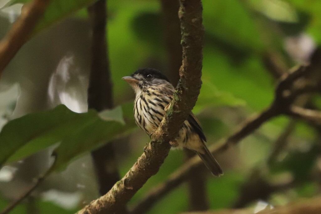 African Broadbill