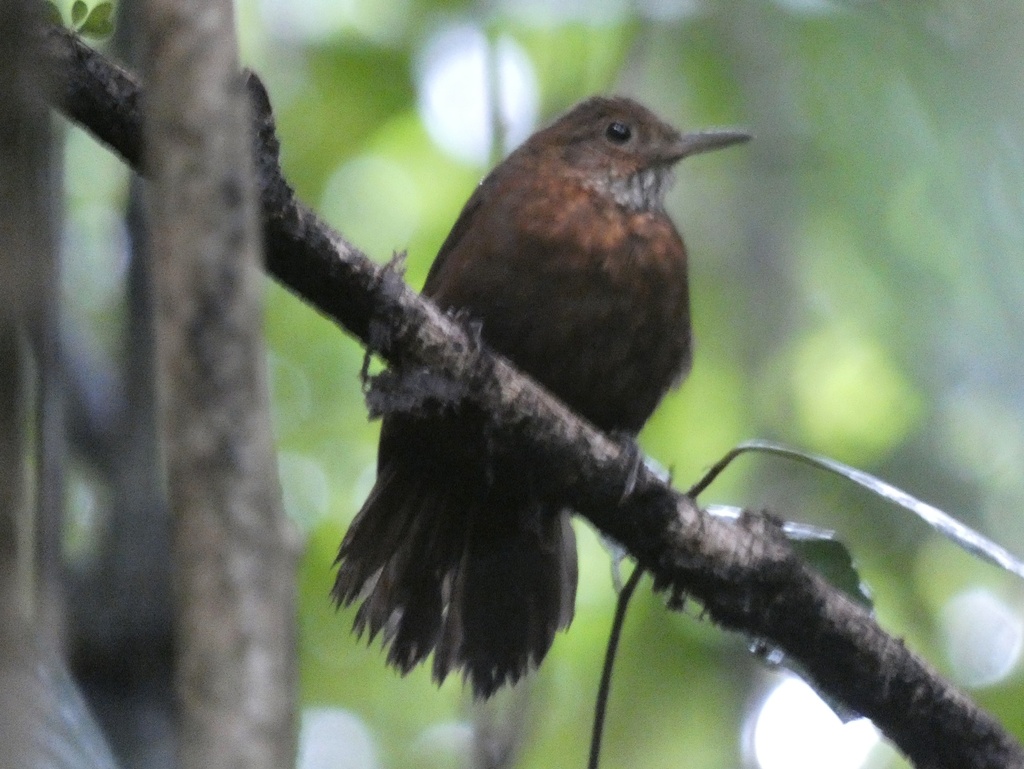 Scaly-throated Leaftosser