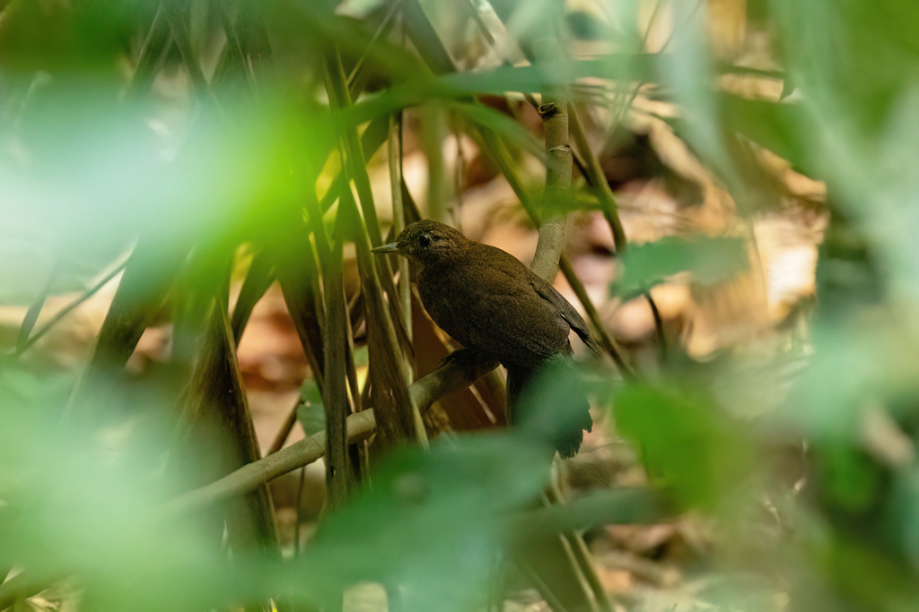 Black-tailed Leaftosser
